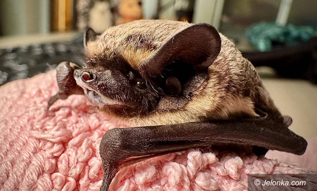 Karkonosze: Wiosenne przebudzenie