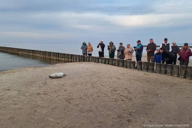 Kołobrzeg: Dajmy fokom spokój!