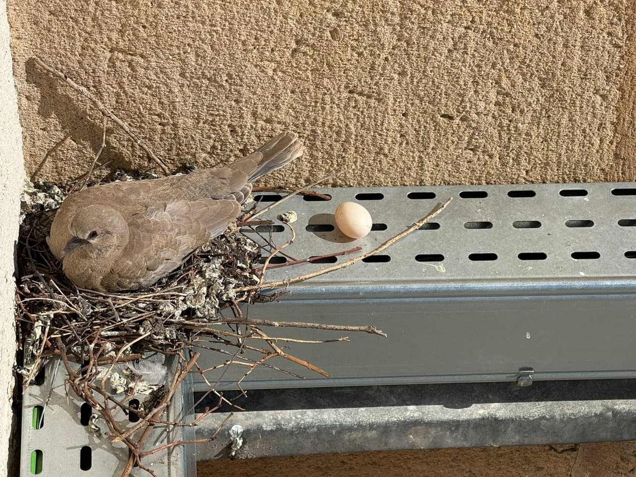 Jelenia Góra: Urzędnicy na pomoc małemu gołębiowi