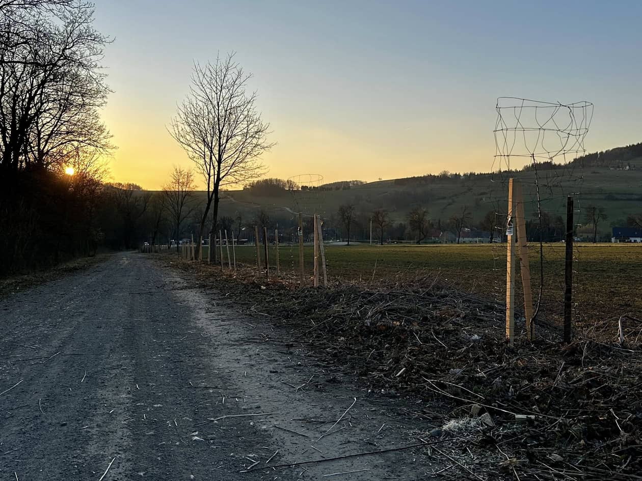 Dolny Śląsk: Posadzili sobie aleję