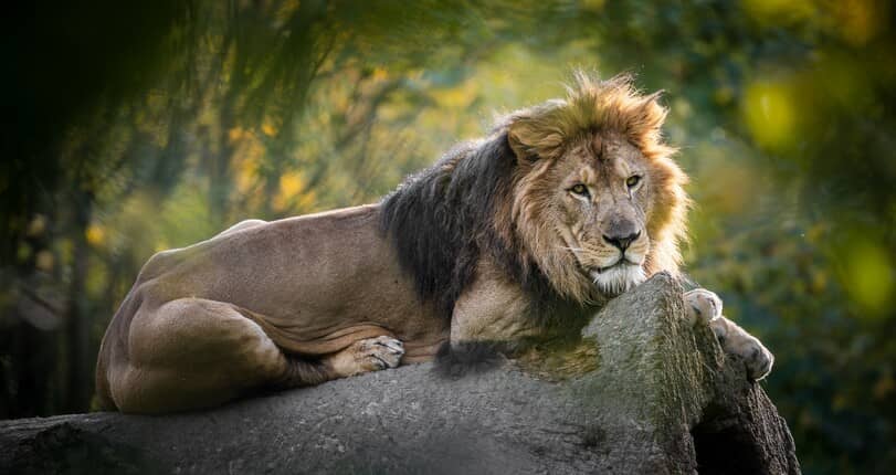 Czechy: A może wizyta u króla zwierząt?