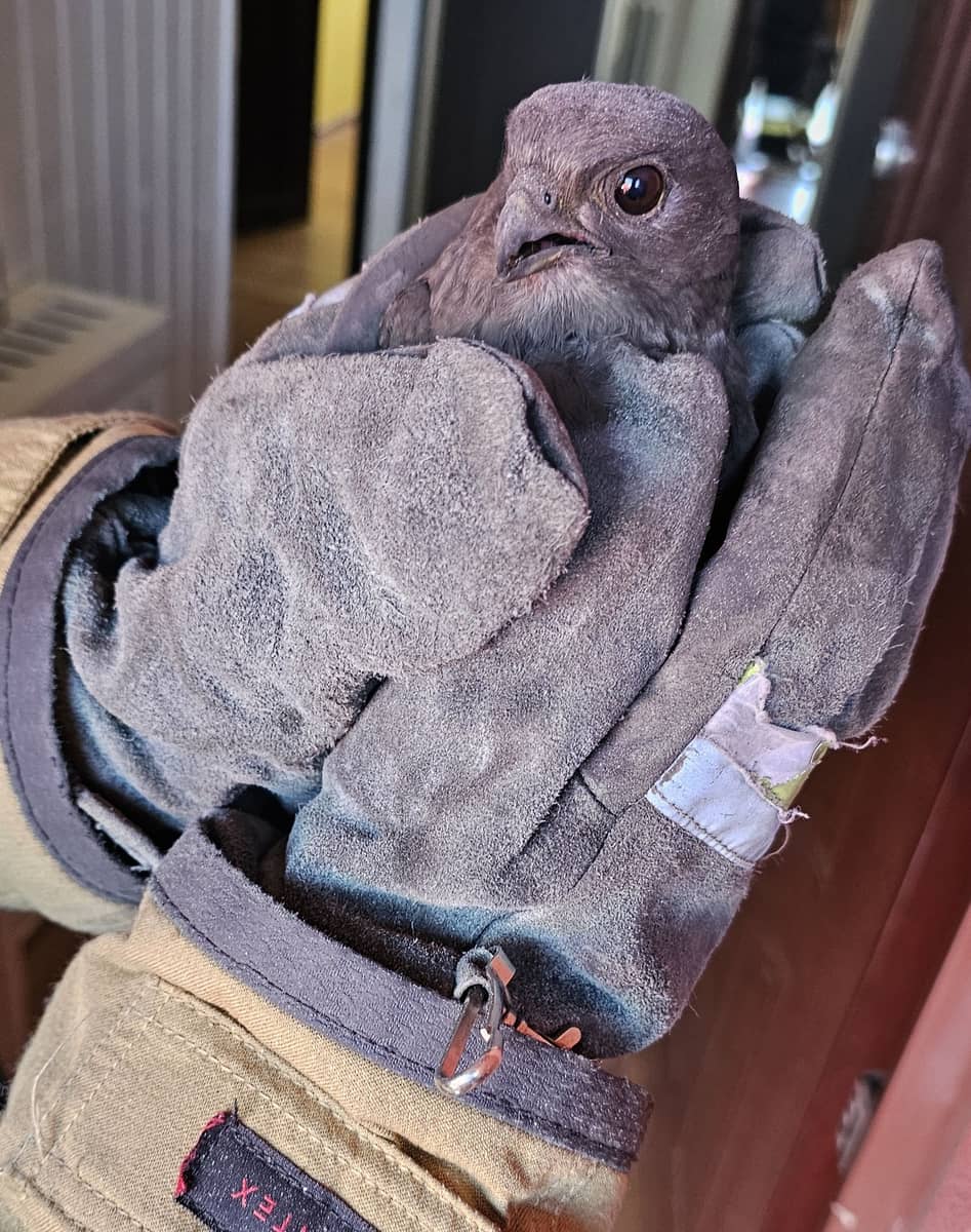 Dolny Śląsk: Nietypowa interwencja. Ptak utknął w palenisku kominka