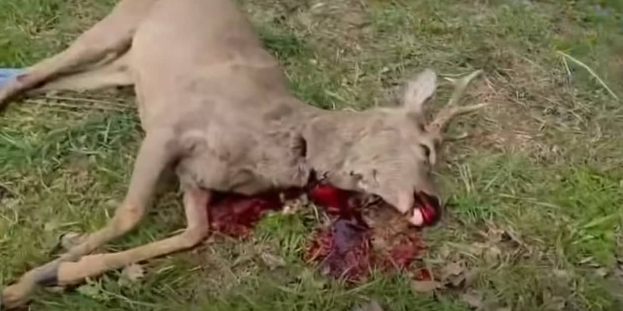 Region: Przerażające sceny. Poderżnął przy drodze gardło koziołkowi