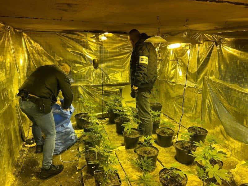 Zawidów: Zlikwidowali nielegalną uprawę konopii