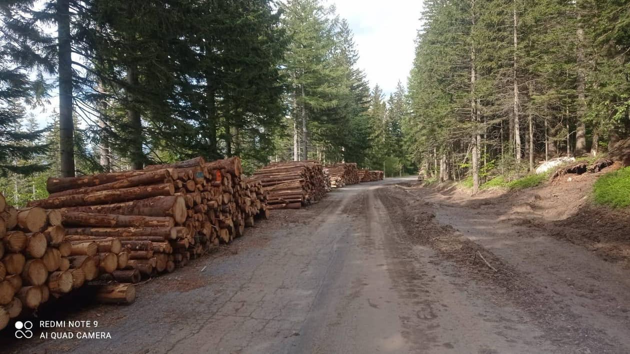 Powiat: Wycinka pod Karkonoszami – drzewa leżą na Drodze Sudeckiej