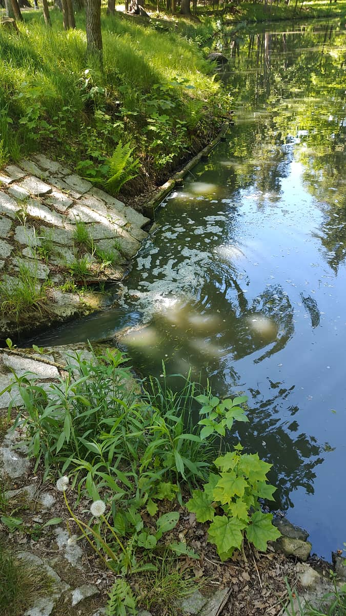 Cieplice: Fetor ze stawu