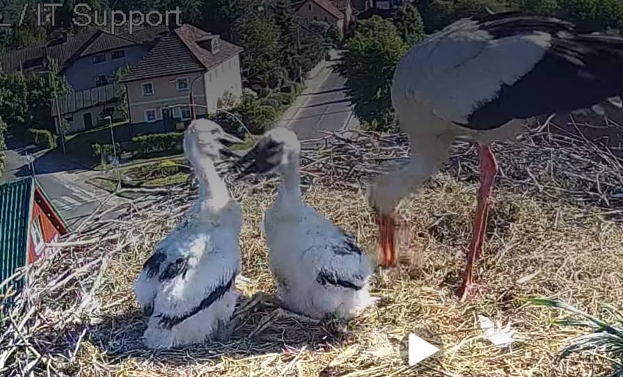 Podgórzyn: Małe bocianki rosną jak na drożdżach