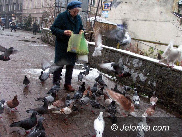 JELENIA GÓRA: Jeleniogórska wojna z gołębiami