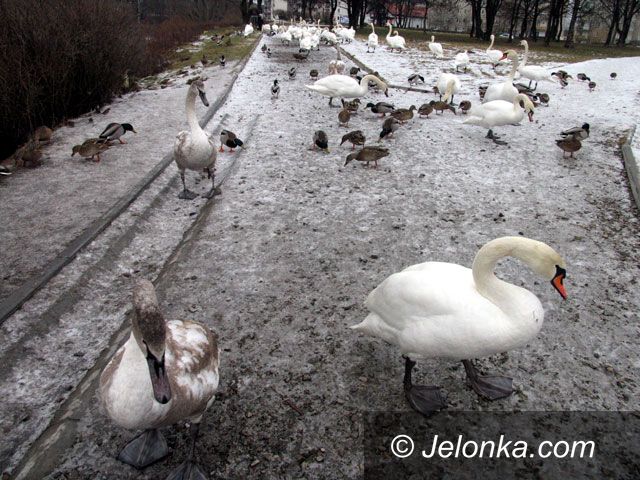 JELENIA GÓRA: Łabędzia łąka przy stawie Mickiewicza