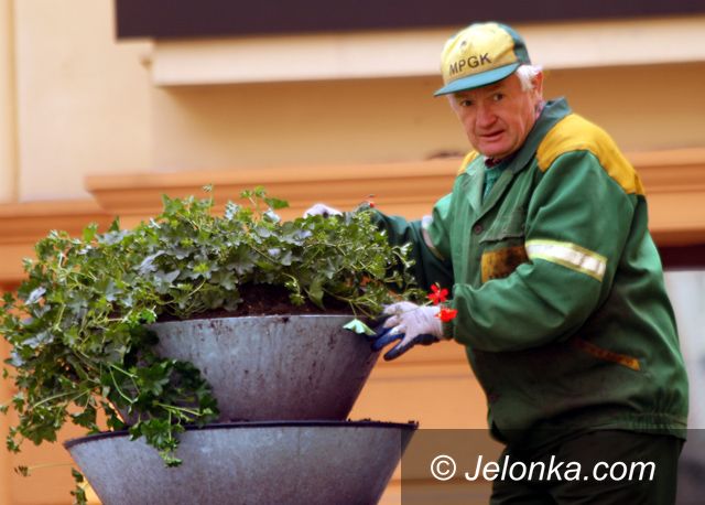 JELENIA GÓRA: Miasto bardziej ukwiecone