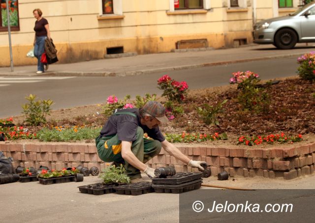 JELENIA GÓRA: Jubileuszowe dywany kwiatowe na Bankowej