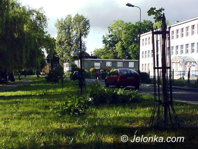 JELENIA GÓRA: Masakra kasztanowców na skwerku