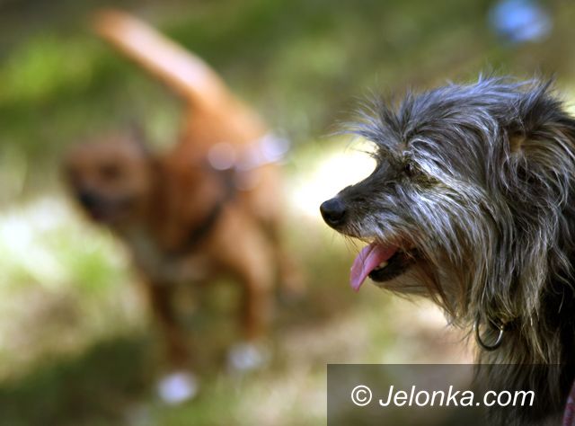 JELENIA GÓRA: Psu na budę taka elektronika