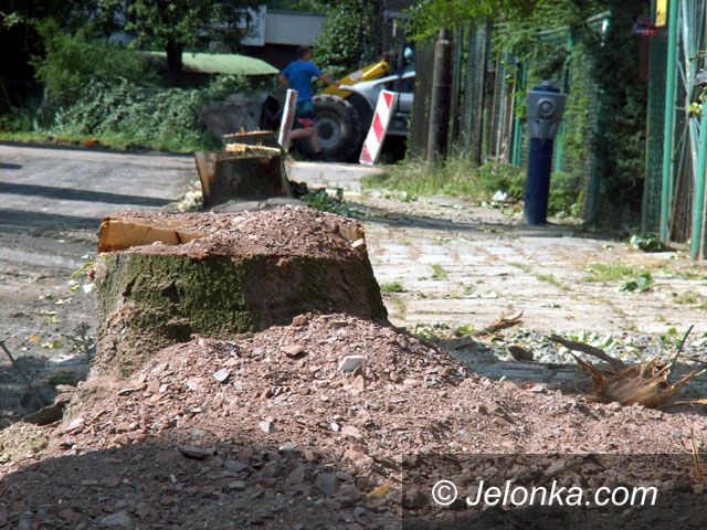 JELENIA GÓRA: Mord na drzewach w biały dzień