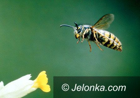 JELENIA GÓRA: Osy i szerszenie żądlą śmiertelnie