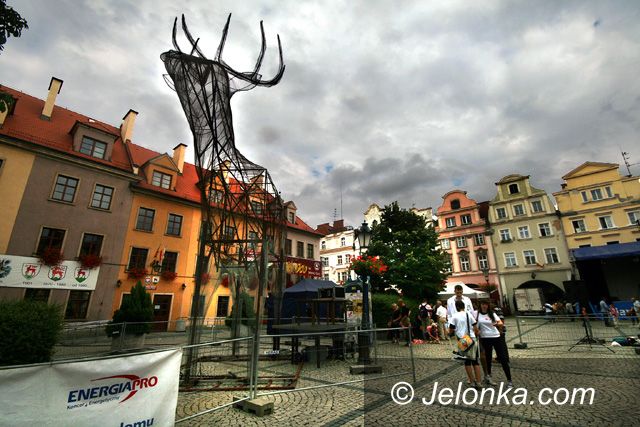 JELENIA GÓRA: Oddadzą jelenia w dobre ręce