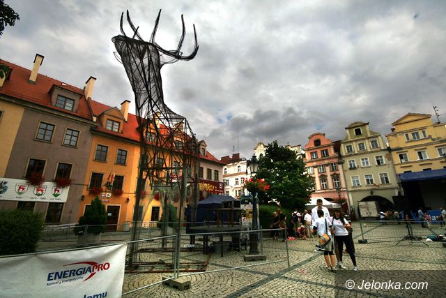 JELENIA GÓRA: Oddadzą jelenia w dobre ręce