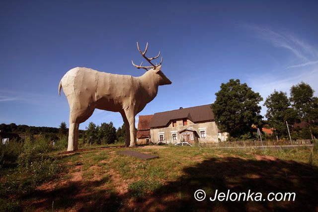 JELENIA GÓRA: Jeleń a sprawa jeleniogórska