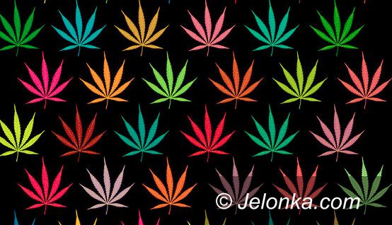 JELENIA GÓRA/KRAJ: Chcą legalizacji "trawki"