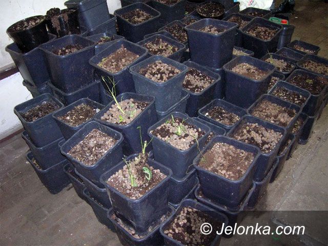JELENIA GÓRA: Uprawiali „zioło”, nie będzie im wesoło