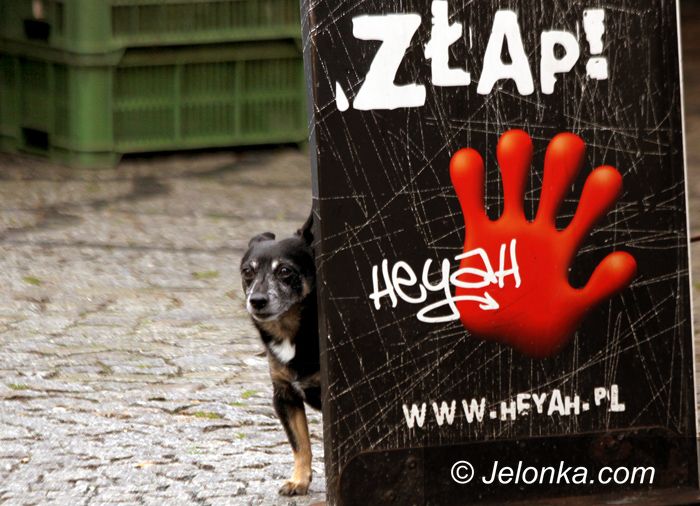 JELENIA GÓRA: Masz psa? Więcej zapłacisz