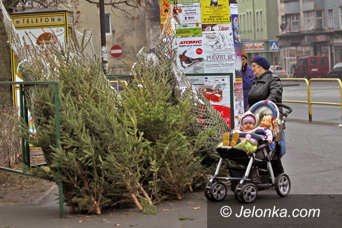 JELENIA GÓRA: Jodełki, choinki w wielkim wyborze