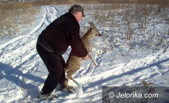 JELENIA GÓRA: Polowanie na sarnę przy magistracie