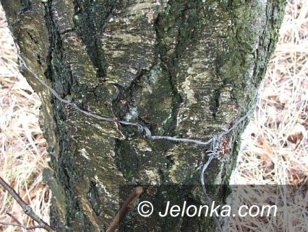 REGION: Odcięte łby na posesji kłusownika