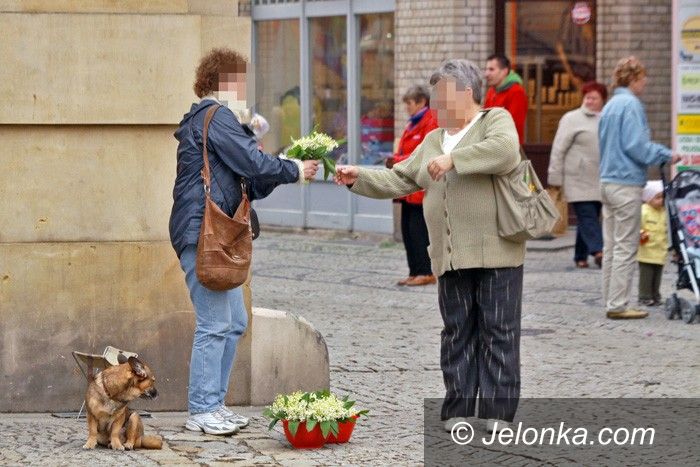 JELENIA GÓRA: Kwiatki pachnące, piękne i zakazane
