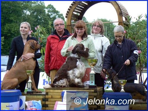 JELENIA GÓRA: Piękne psy przy ulicy Lubańskiej