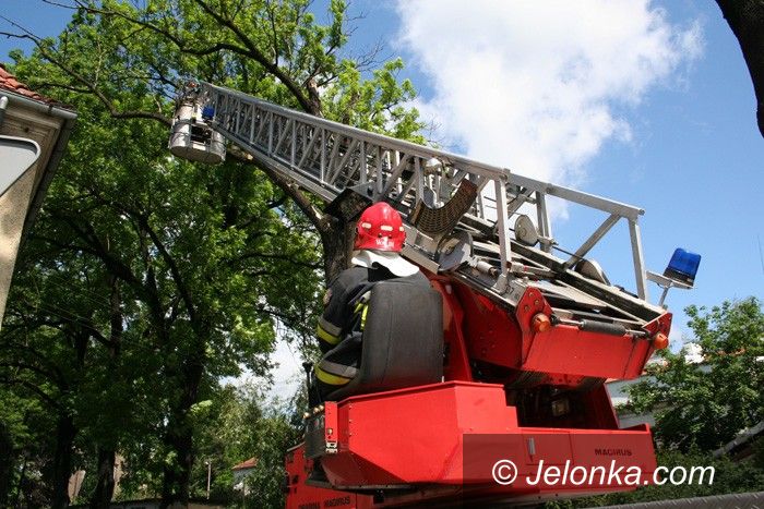JELENIA GÓRA: Potężne konary nad głowami ludzi