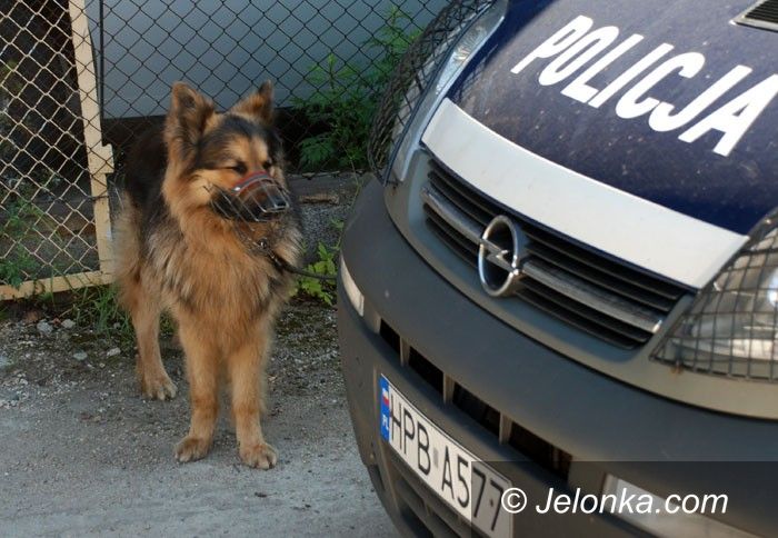 JELENIA GÓRA: Psy niezwykłe, bo służbowe