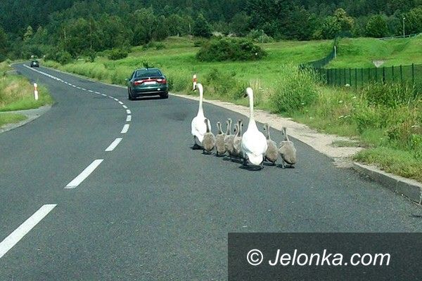 SOSNÓWKA: Łabędzie spacerowały po drodze