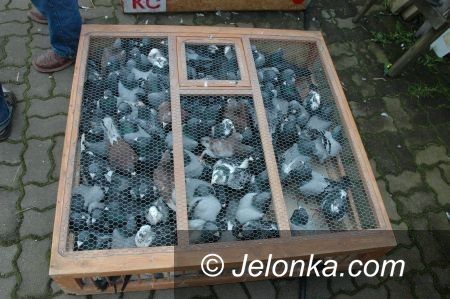 REGION: Przez dwa lata dręczyli gołębie