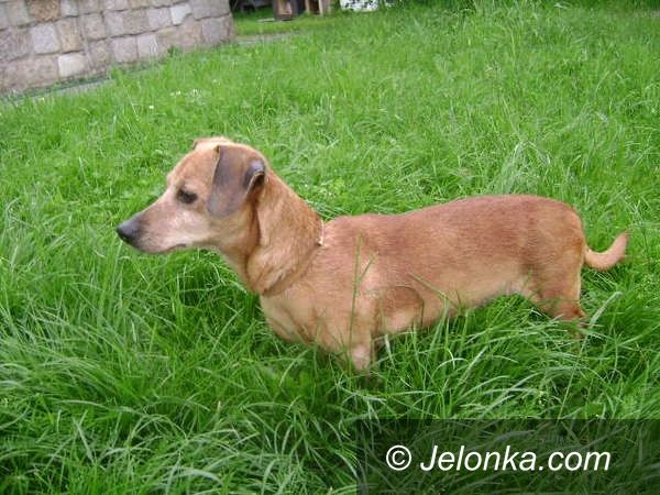 JELENIA GÓRA: Weź na kolana psa