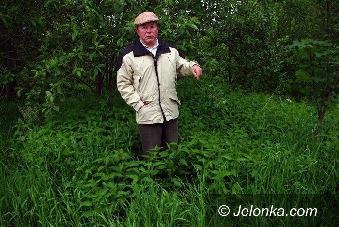 REGION: Marek Mikrut nie wyciął dębów