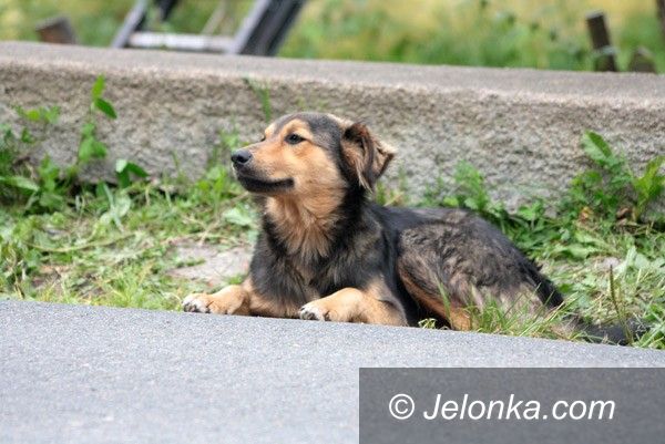 Jeżów Sudecki: Zginął przez brak barierki?