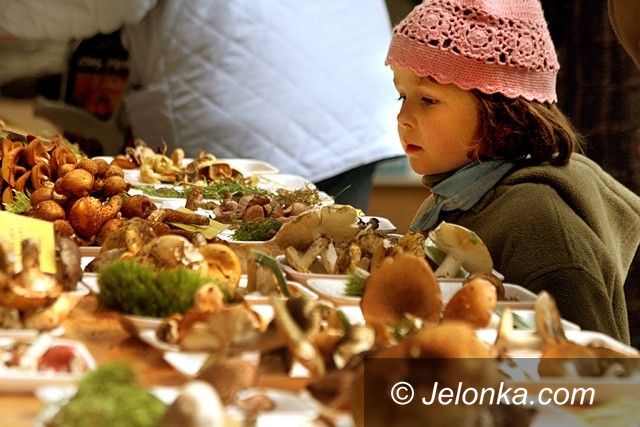 JELENIA GÓRA: Borowików będzie w bród