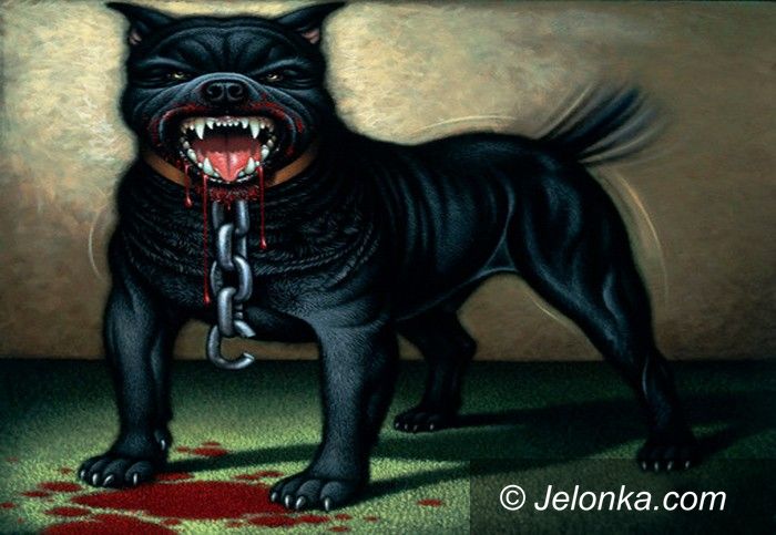 JELENIA GÓRA: Amstaff rzucił się na kobietę