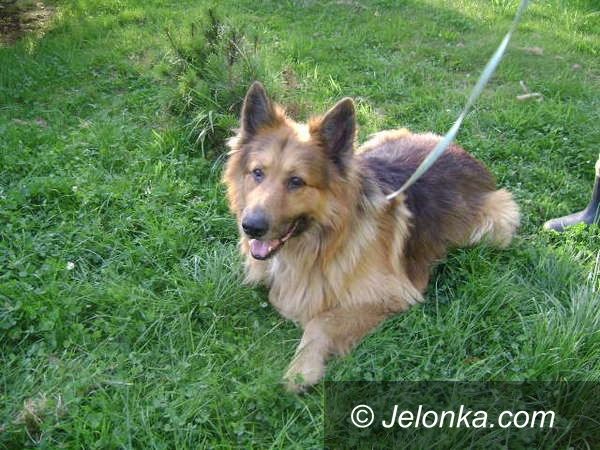 JELENIA GÓRA: Weź na kolana psa