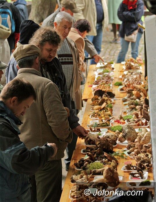 JELENIA GÓRA: Na grzyby do Muzeum Przyrodniczego