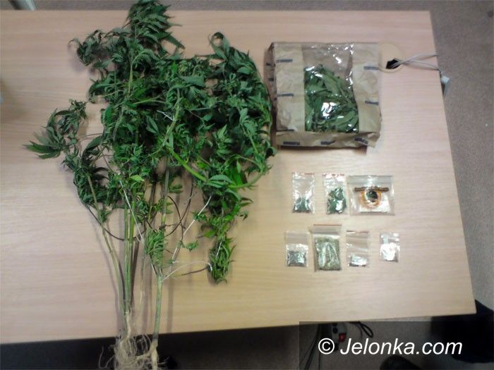 JELENIA GÓRA: Suszył zioło na strychu