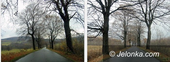 REGION: Lepiej pielęgnować niż wycinać