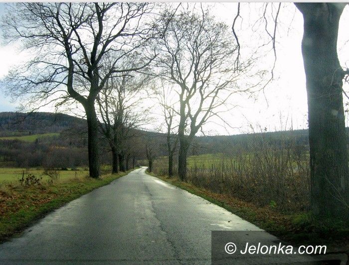 REGION: Ważą się losy przydrożnych drzew