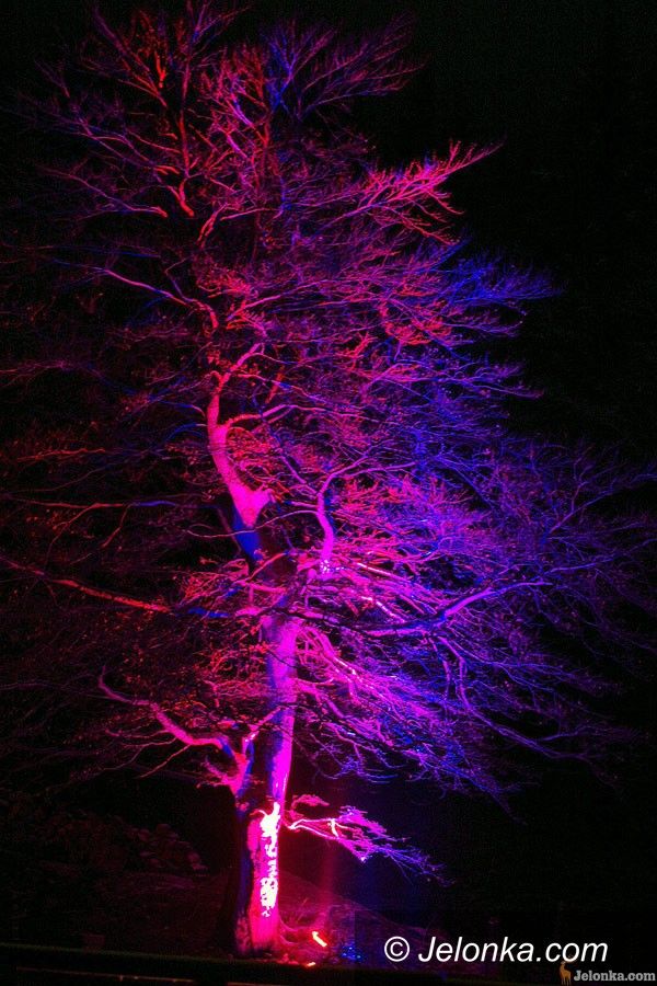 REGION: Czarodziejski zakątek w magicznej iluminacji