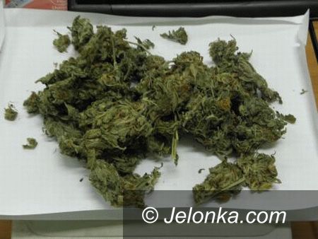 LWÓWEK ŚLĄSKI: Marihuana oznacza kłopoty