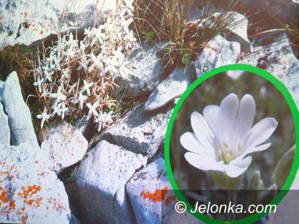 JELENIA GÓRA: O Krymie niezwykle