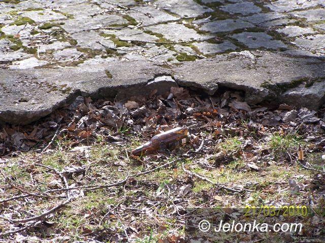 JELENIA GÓRA: Park Zdrojowy wiosną: nędza i rozpacz