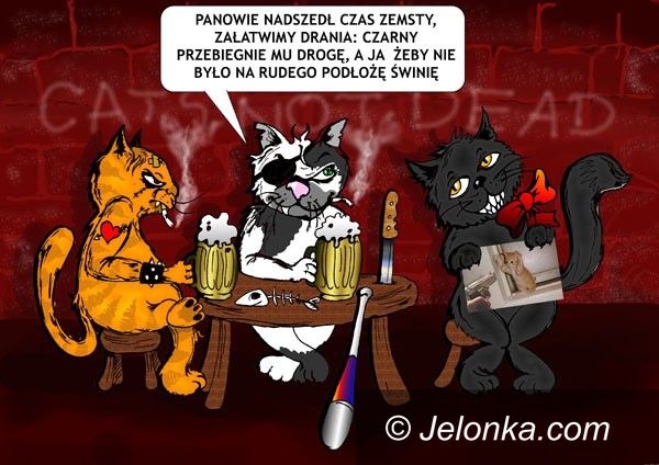 JELENIA GÓRA: Kocia zemsta