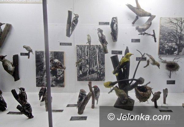JELENIA GÓRA: Nowa jakość w Muzeum Przyrodniczym